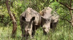 Dossier : le rhinocéros